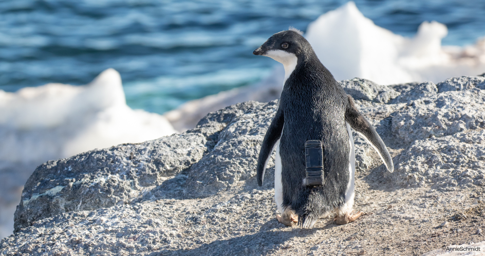 CTT se asocia con u-blox para una innovadora iniciativa de conservación de los pingüinos antárticos