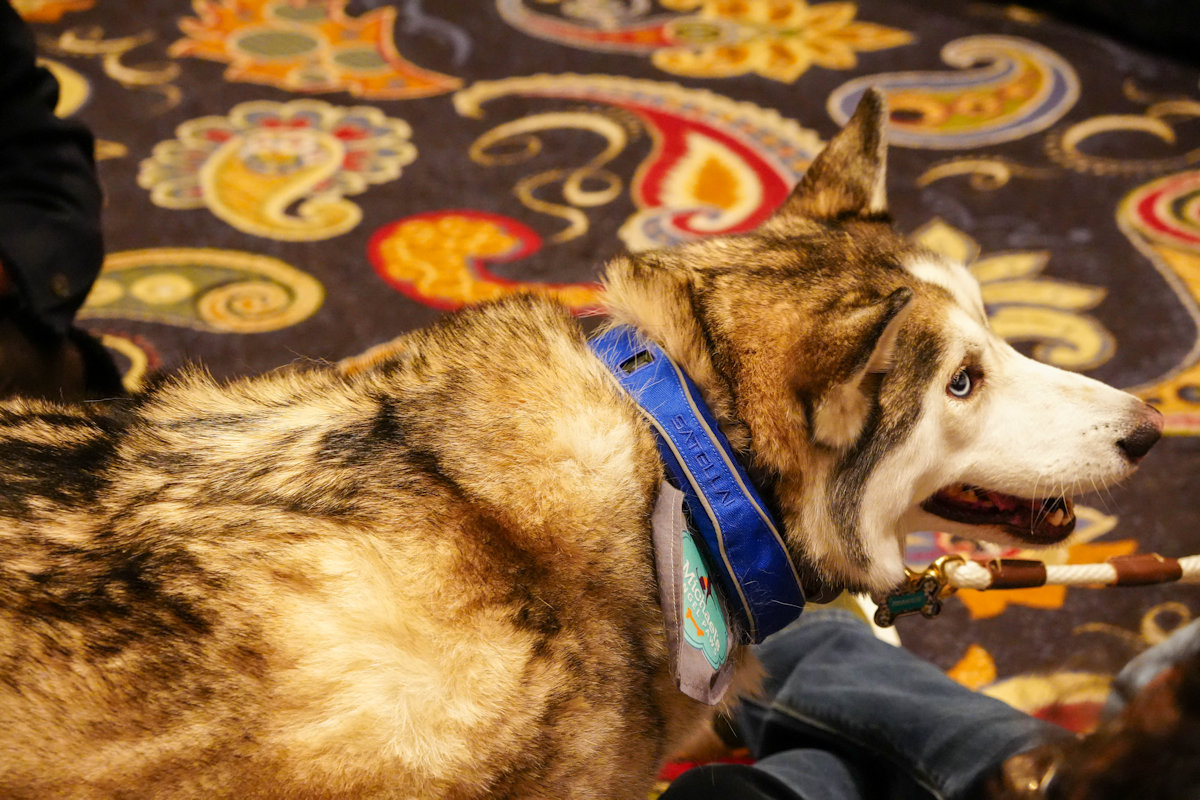 SATELLAI lanza un collar y rastreador para seguimiento preciso y salud de mascotas con tecnología de IA y conexión satelital