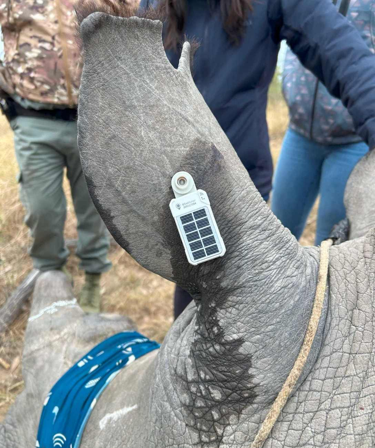 La tecnología IoT por satélite de Globalstar ayuda a salvaguardar los rinocerontes y otras especies amenazadas de África