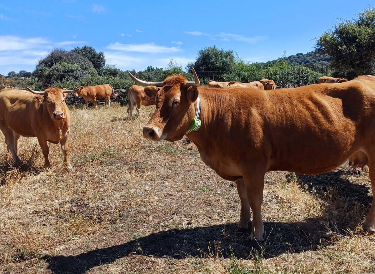 Nuevo hito tecnológico en la ganadería: Digitanimal y Telefónica unen fuerzas y lanzan los primeros dispositivos NB-IoT