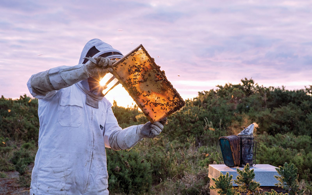 Quectel y Apiary Solutions llevan la apicultura a la era IoT con el módulo EG21-G