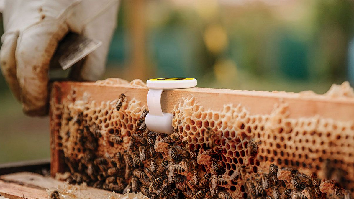 BeeHero refuerza su presencia en Australia con soluciones avanzadas de polinización inteligente