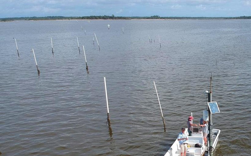 Los productores de almejas de la Costa del Golfo de Florida utilizan la red LoRaWAN desplegada por Kerlink y Bioceanor para controlar la calidad del agua y mejorar el rendimiento