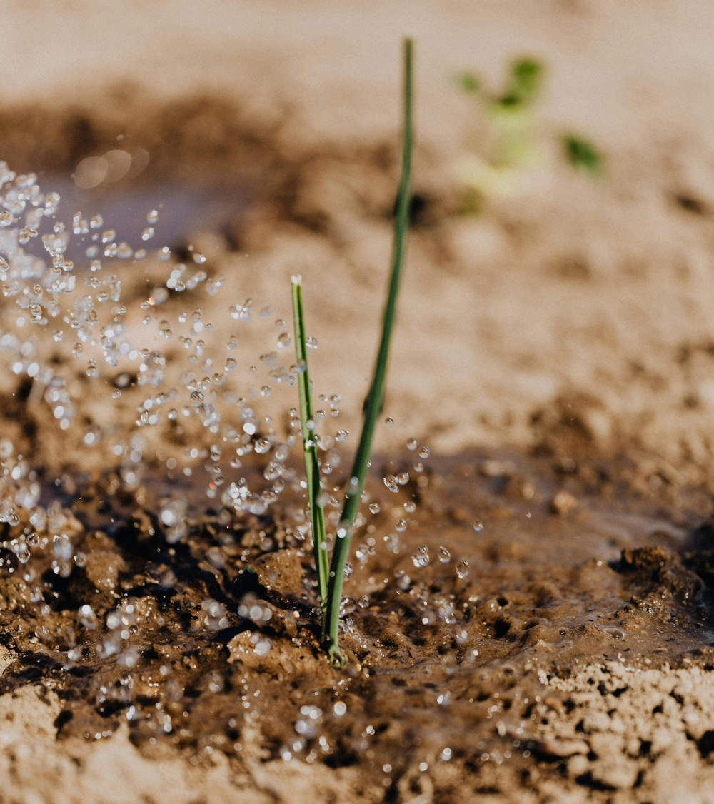 Cisgenics lanza CisgenX en EEUU, una solución IoT que revoluciona el riego inteligente y ahorra hasta un 70% de agua