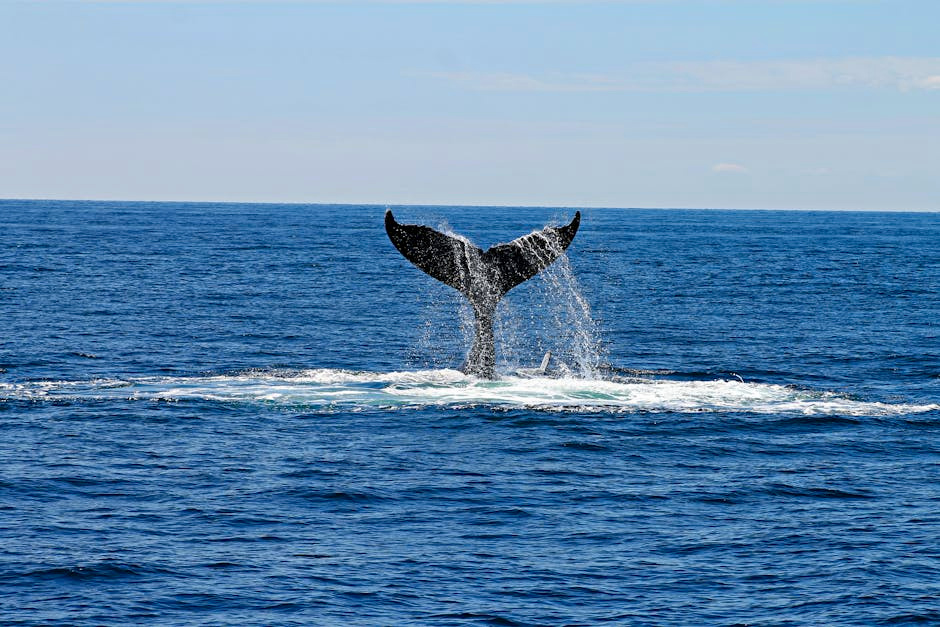 Whale And Vessel Safety Task Force anuncia una asociación con Viam para acelerar el programa de recogida de datos para la conservación de la ballena franca del Atlántico Norte